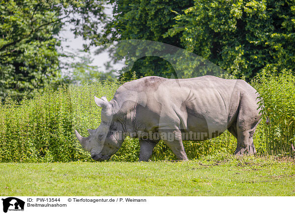 Breitmaulnashorn / white rhino / PW-13544
