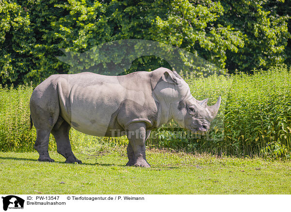 Breitmaulnashorn / white rhino / PW-13547