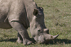 Breitmaulnashorn
