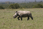 junges Breitmaulnashorn