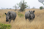 stehendes Breitmaulnashorn