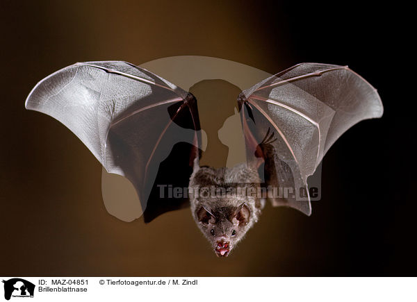 Brillenblattnase / short-tailed fruit bat / MAZ-04851