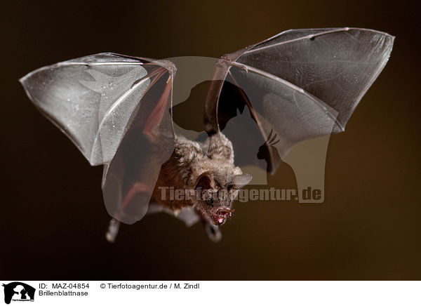 Brillenblattnase / short-tailed fruit bat / MAZ-04854