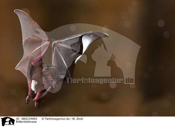 Brillenblattnase / short-tailed fruit bat / MAZ-04862