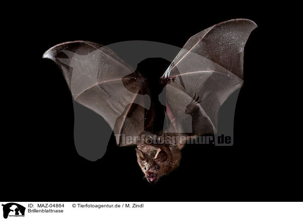 Brillenblattnase / short-tailed fruit bat / MAZ-04864