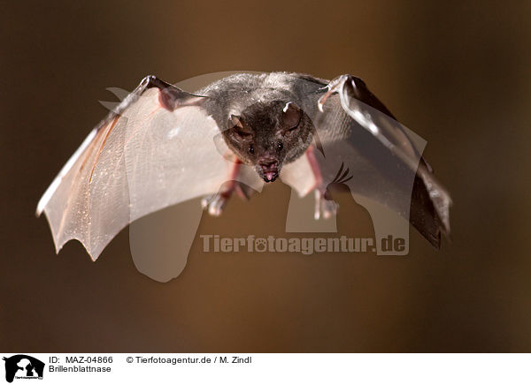 Brillenblattnase / short-tailed fruit bat / MAZ-04866