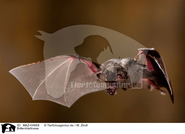 Brillenblattnase / short-tailed fruit bat / MAZ-04868