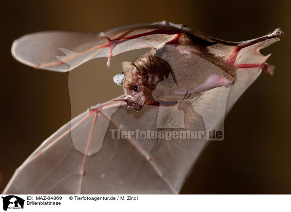 Brillenblattnase / short-tailed fruit bat / MAZ-04869