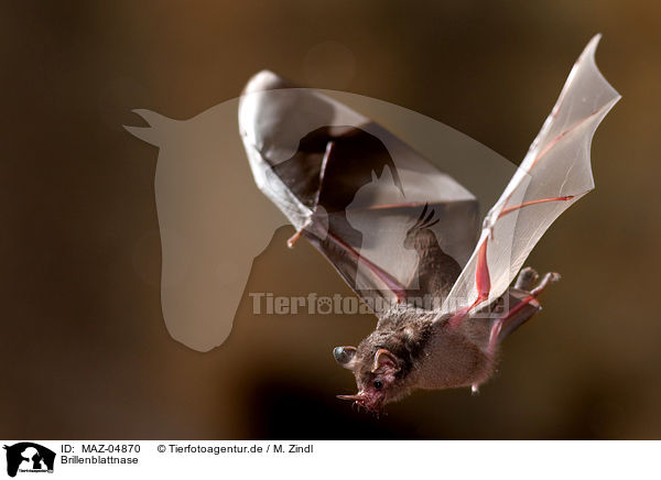 Brillenblattnase / short-tailed fruit bat / MAZ-04870