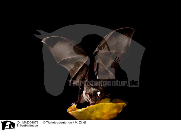 Brillenblattnase / short-tailed fruit bat / MAZ-04873
