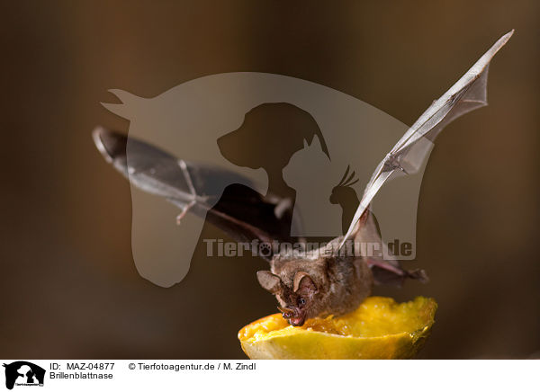 Brillenblattnase / short-tailed fruit bat / MAZ-04877
