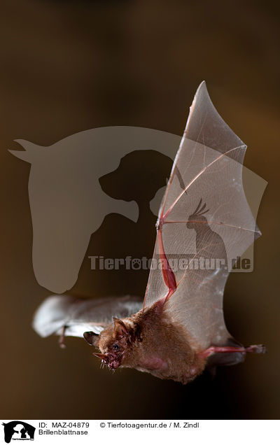 Brillenblattnase / short-tailed fruit bat / MAZ-04879