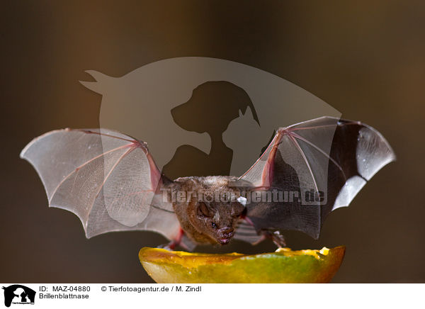 Brillenblattnase / short-tailed fruit bat / MAZ-04880