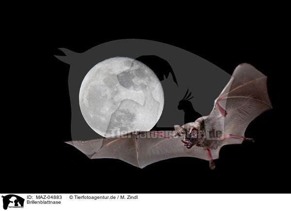 Brillenblattnase / short-tailed fruit bat / MAZ-04883