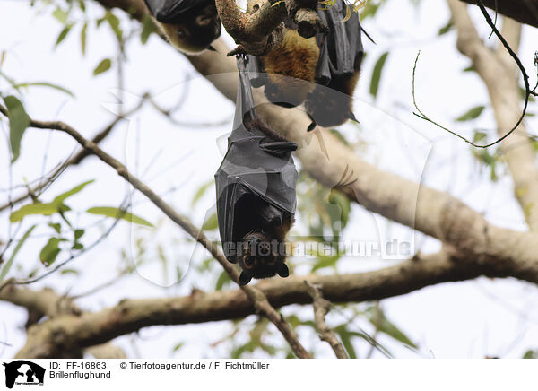 Brillenflughund / spectacled flying fox / FF-16863