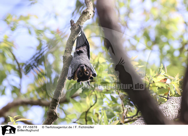 Brillenflughund / spectacled flying fox / FF-16878