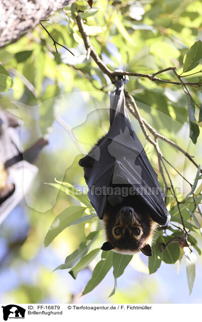 Brillenflughund / spectacled flying fox / FF-16879