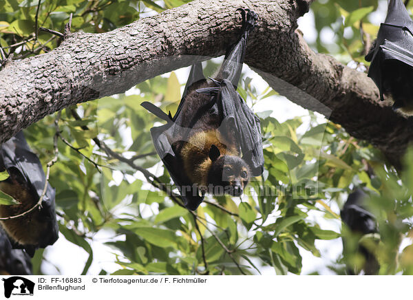 Brillenflughund / spectacled flying fox / FF-16883