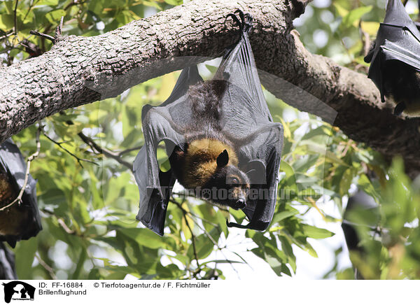 Brillenflughund / spectacled flying fox / FF-16884
