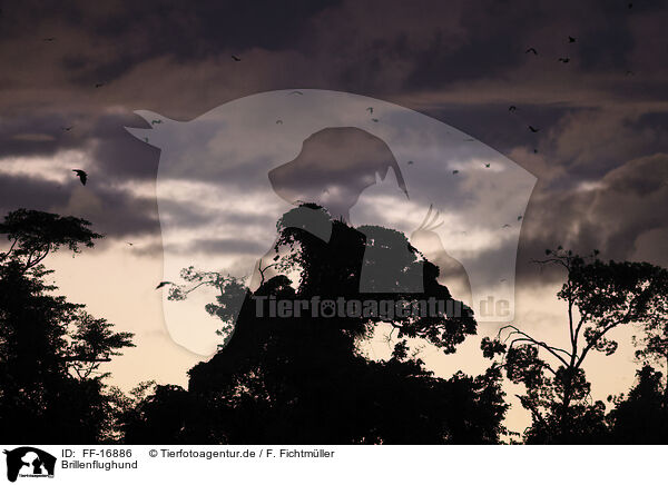 Brillenflughund / spectacled flying fox / FF-16886