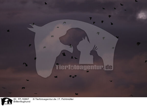 Brillenflughund / spectacled flying fox / FF-16887