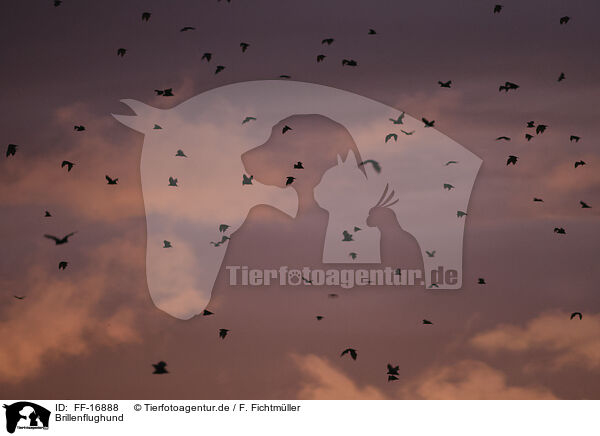 Brillenflughund / spectacled flying fox / FF-16888