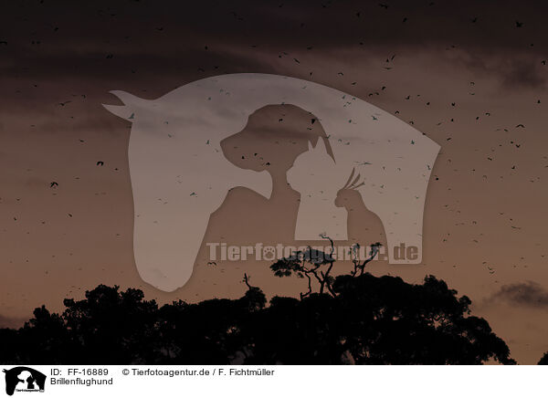 Brillenflughund / spectacled flying fox / FF-16889