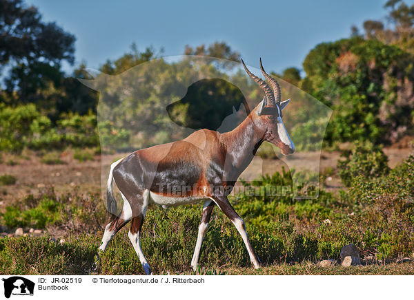 Buntbock / bontebok / JR-02519