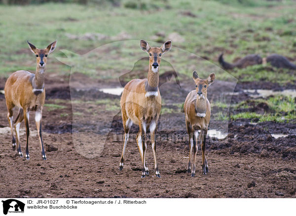 weibliche Buschbcke / female bushbucks / JR-01027