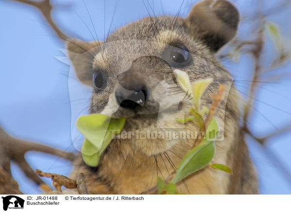 Buschschliefer / bush hyrax / JR-01488