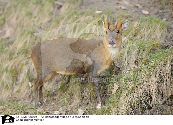 Chinesischer Muntjak / Chinese muntjac / DMS-06976