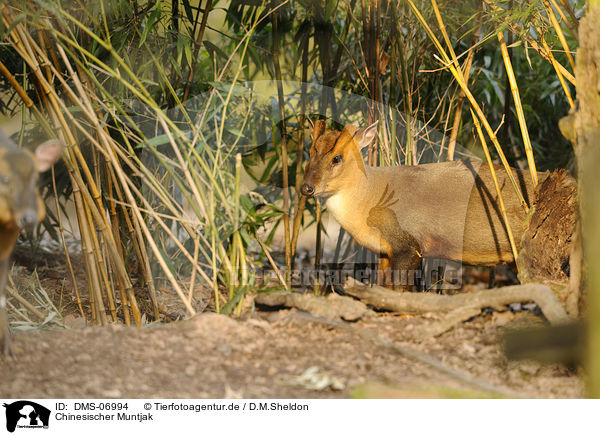 Chinesischer Muntjak / Chinese muntjac / DMS-06994