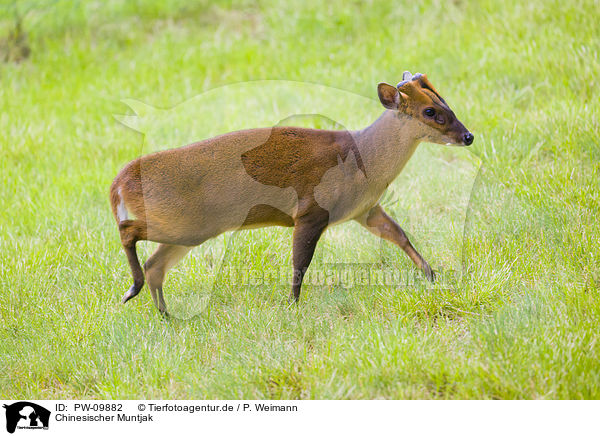 Chinesischer Muntjak / Chinese muntjac / PW-09882