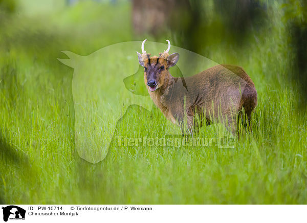 Chinesischer Muntjak / Chinese muntjac / PW-10714