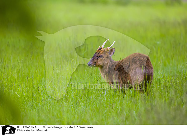 Chinesischer Muntjak / Chinese muntjac / PW-10715