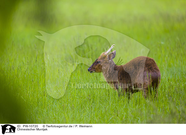 Chinesischer Muntjak / Chinese muntjac / PW-10720