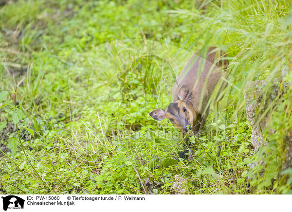 Chinesischer Muntjak / Chinese muntjac / PW-15060