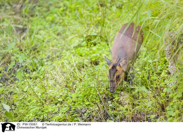 Chinesischer Muntjak / Chinese muntjac / PW-15061