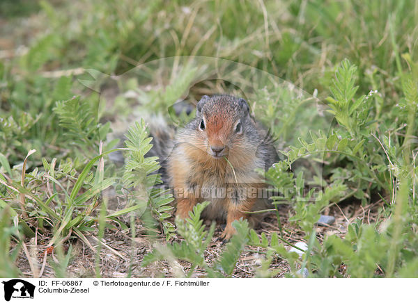 Columbia-Ziesel / Columbian ground squirrel / FF-06867