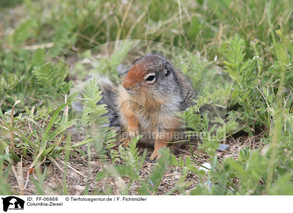 Columbia-Ziesel / Columbian ground squirrel / FF-06868