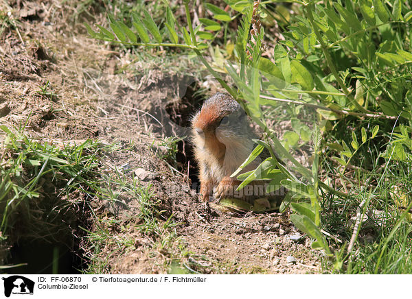 Columbia-Ziesel / Columbian ground squirrel / FF-06870