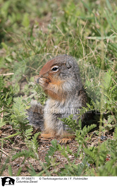 Columbia-Ziesel / Columbian ground squirrel / FF-06871