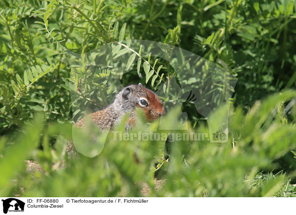 Columbia-Ziesel / Columbian ground squirrel / FF-06880