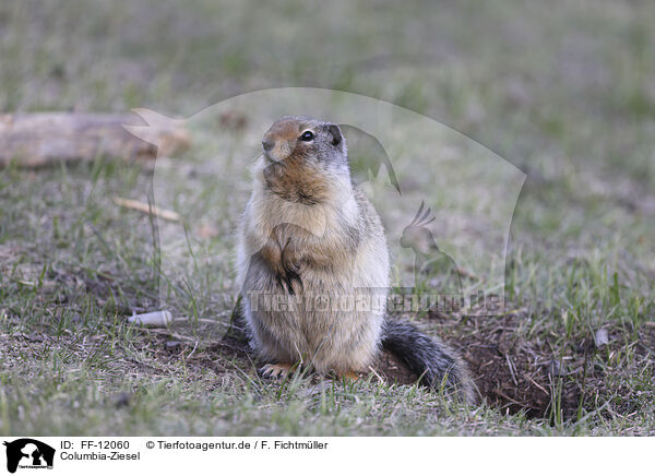 Columbia-Ziesel / Columbian ground squirrel / FF-12060