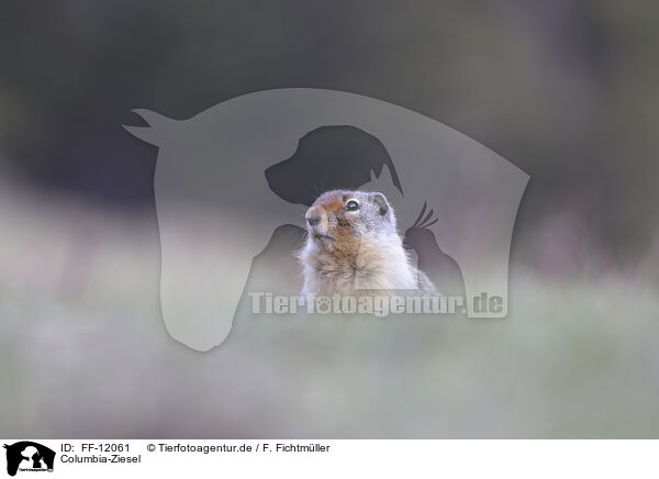 Columbia-Ziesel / Columbian ground squirrel / FF-12061