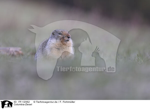 Columbia-Ziesel / Columbian ground squirrel / FF-12062