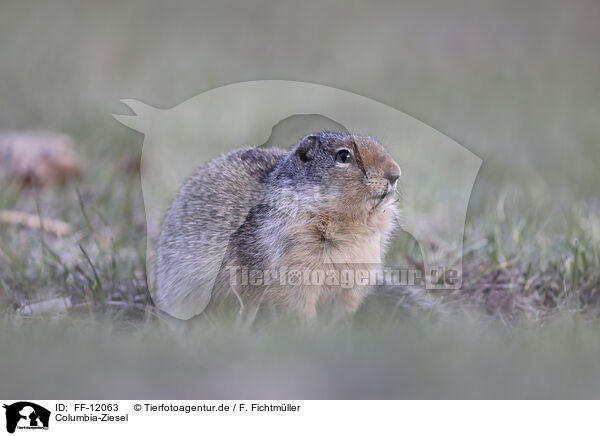 Columbia-Ziesel / Columbian ground squirrel / FF-12063