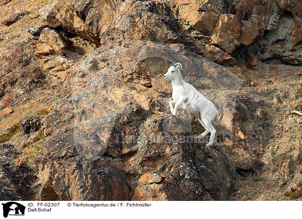 Dall-Schaf / dall sheep / FF-02307