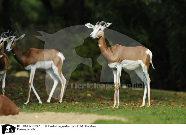 Damagazellen / DMS-06397