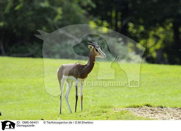 Damagazelle / Dama gazelle / DMS-06401